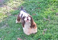 Bandit is a Brown and White Parti with Tan Points AKC Cocker Spaniel